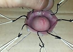 tortura penisului și a mingii
